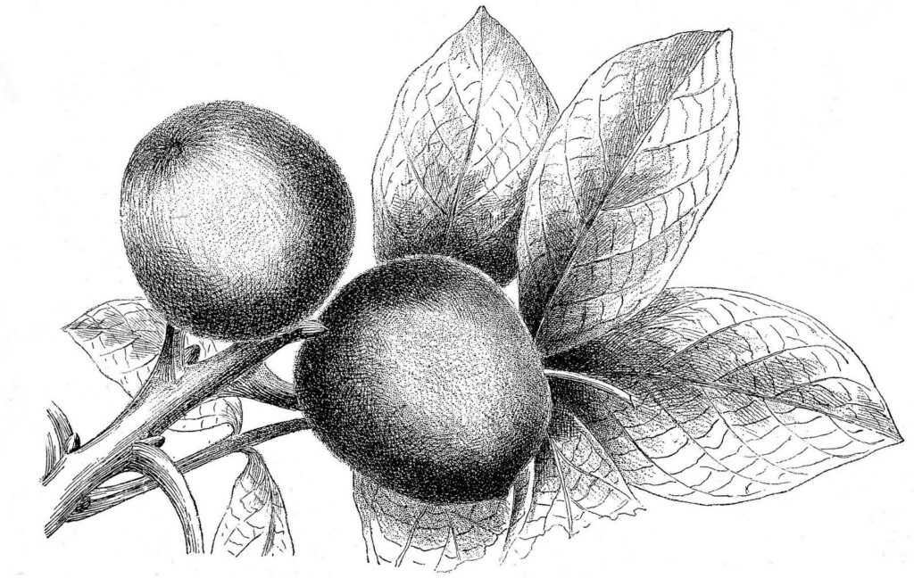 Walnut Image