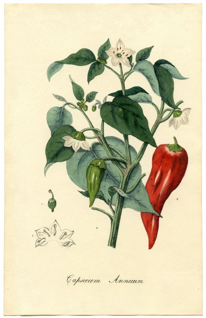 Chili Pepper Botanical Printable