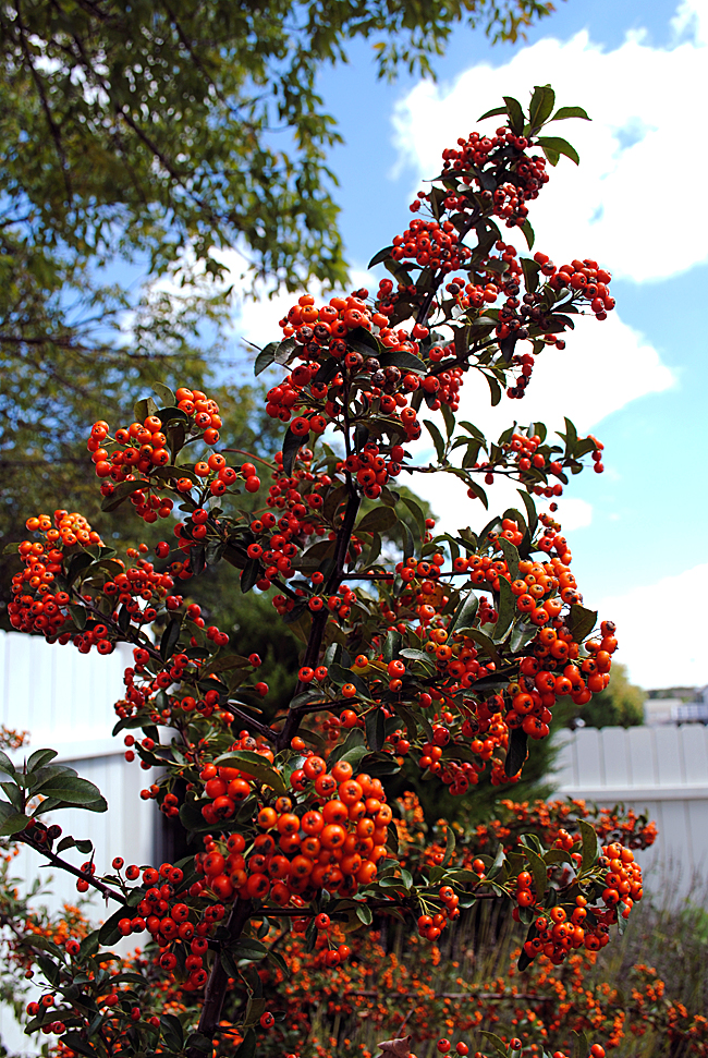 pyracantha berry branch