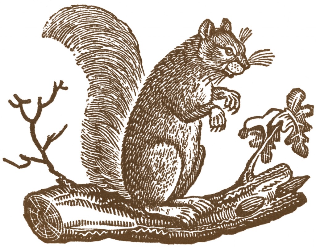 Free Fall Clip Art Primitive Squirrels The Graphics Fairy