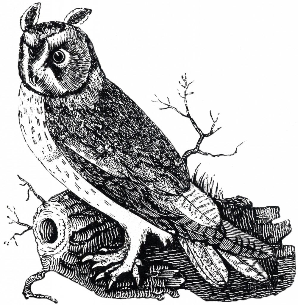 Download Free Vintage Owl Image - The Graphics Fairy