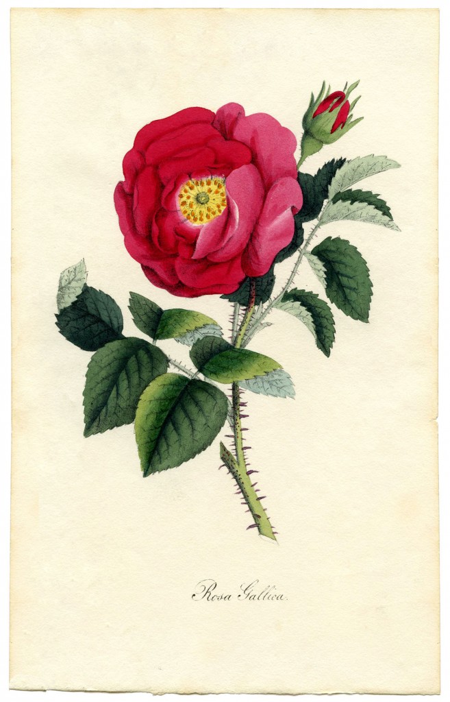 Rose Botanical Print