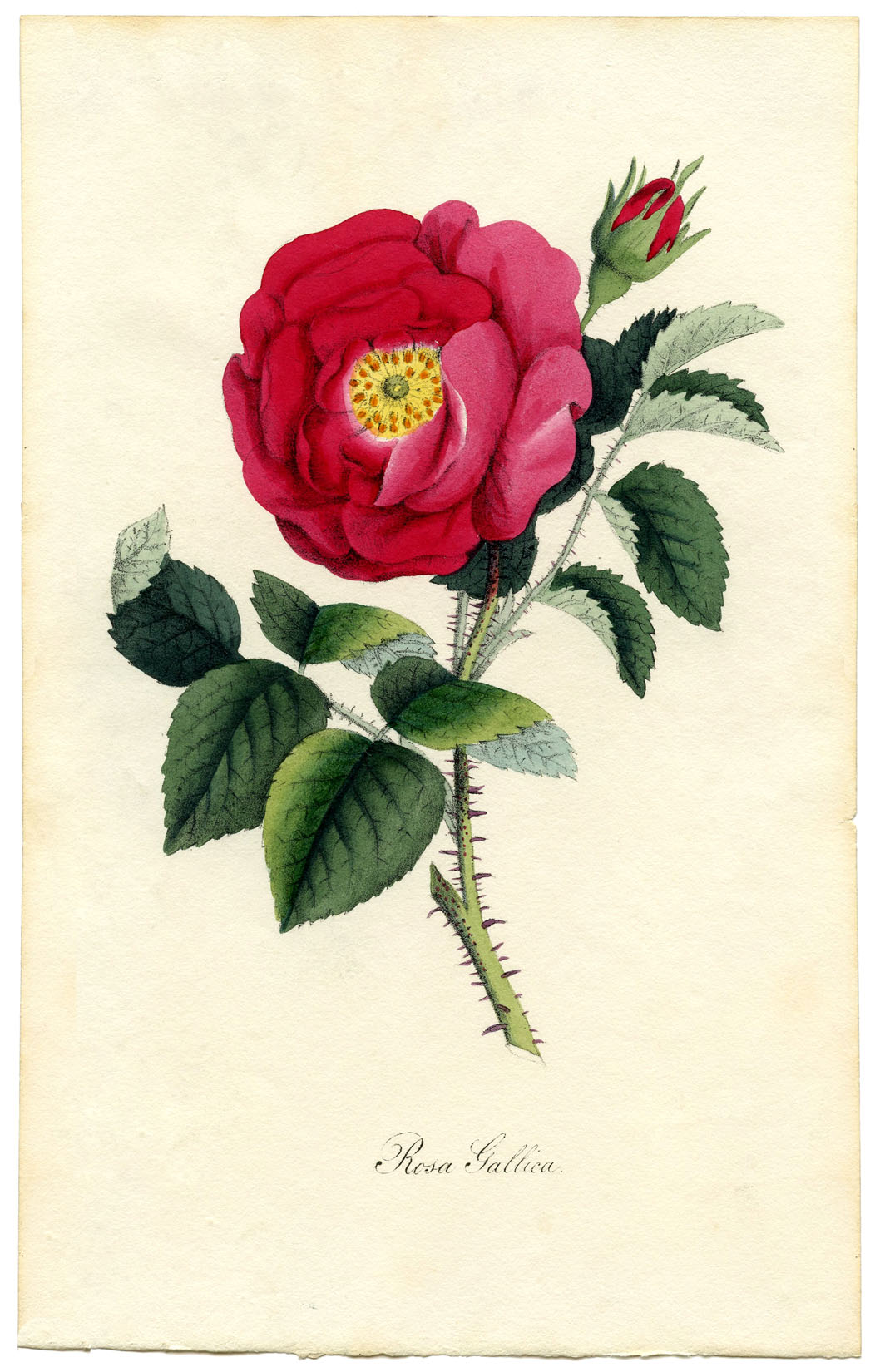 Rose Botanical Print GraphicsFairy Sm 