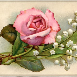 Rose and Lily of the Valley Image