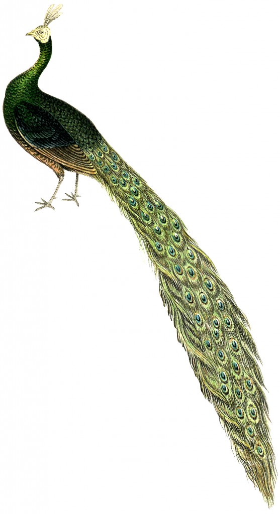 Royalty Free Peacock Image