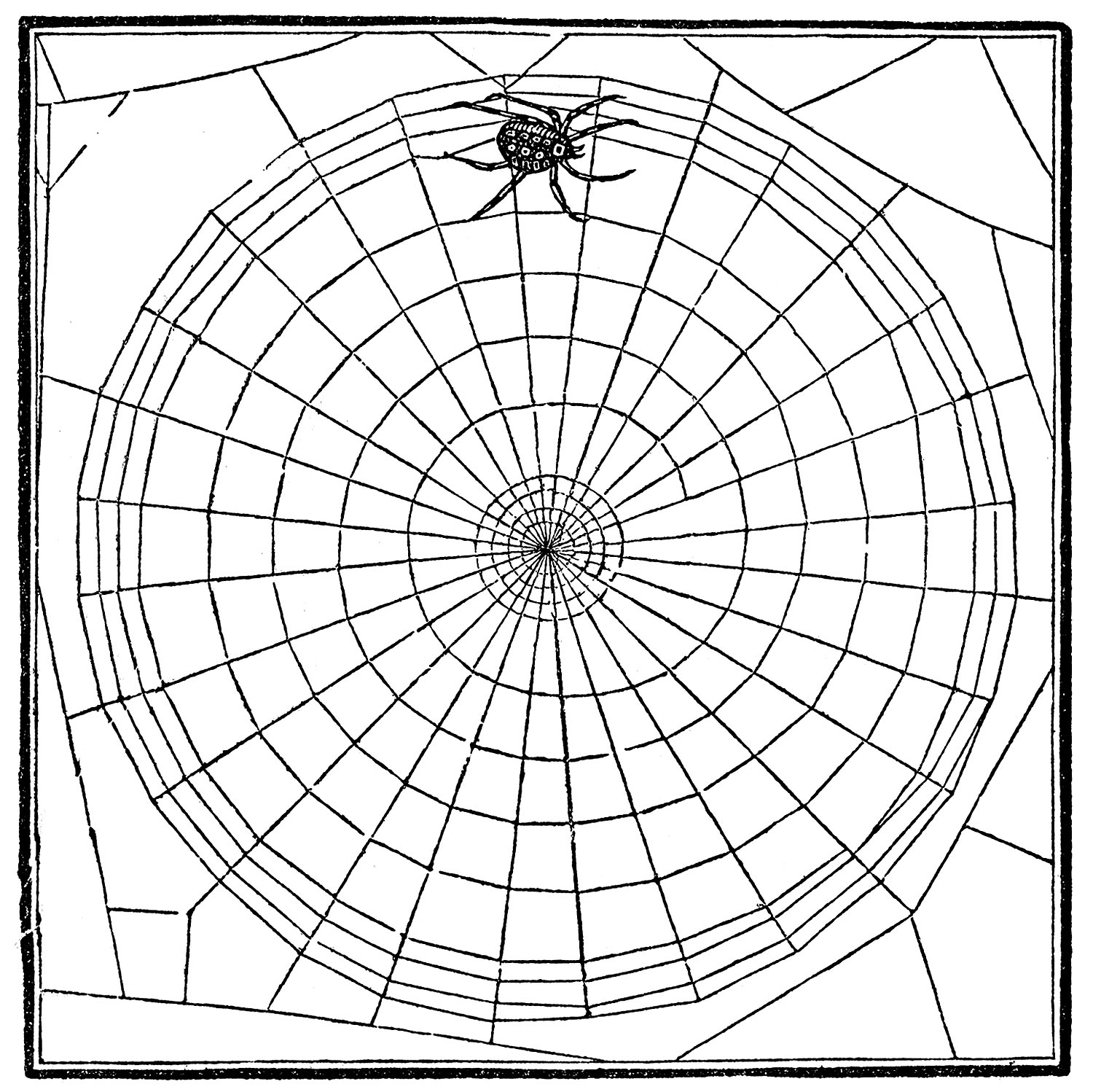 Spider Web Vintage Square