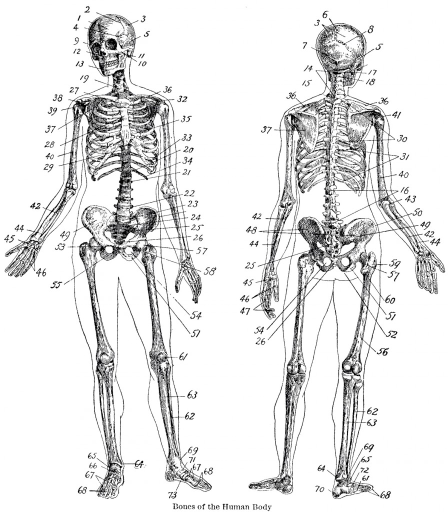 Vintage Anatomy Skeleton Images - The Graphics Fairy