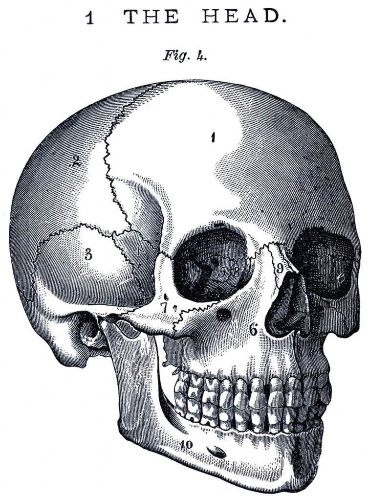 Vintage Anatomy Skull Image - The Graphics Fairy