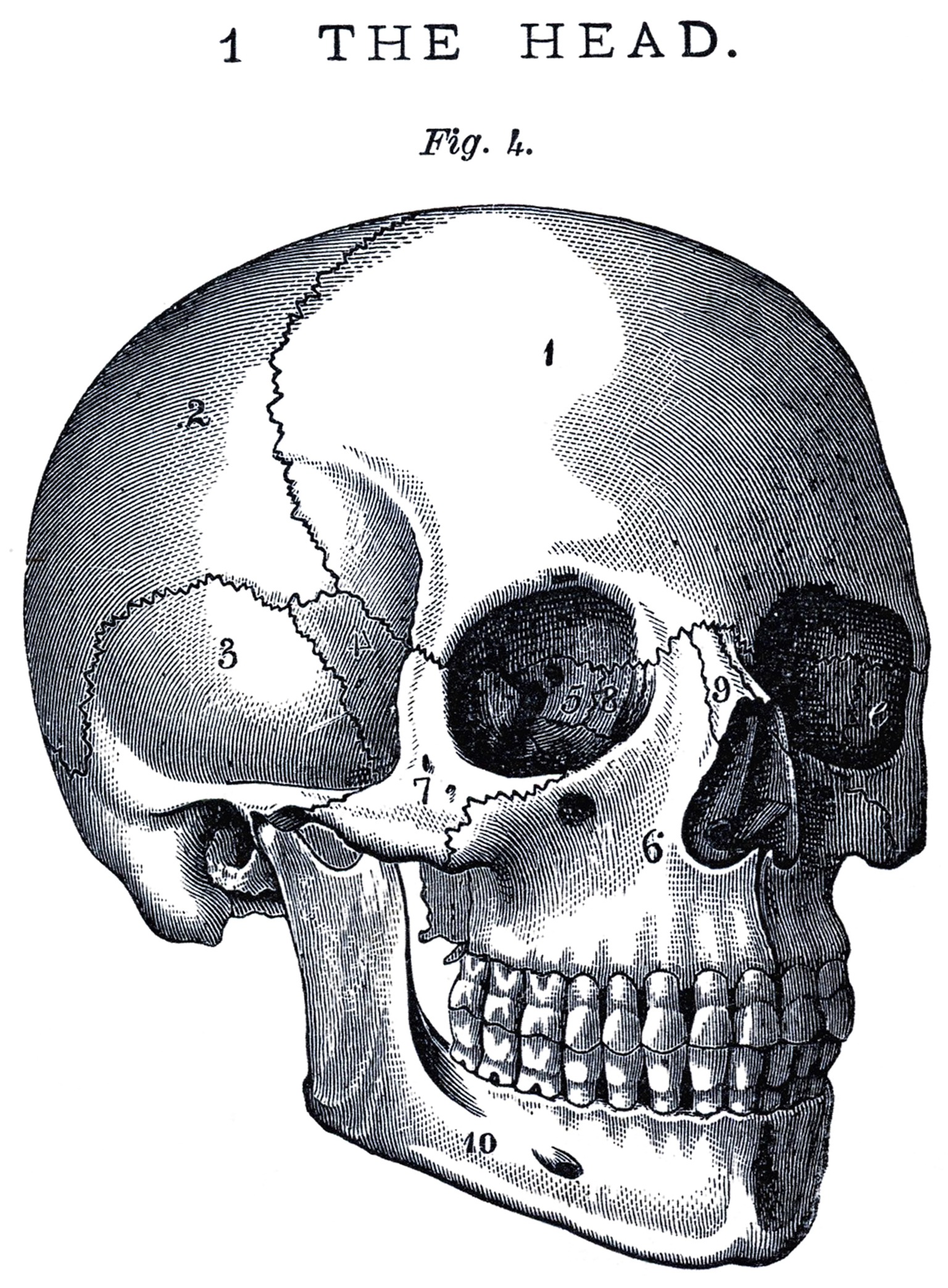 skeleton head draw