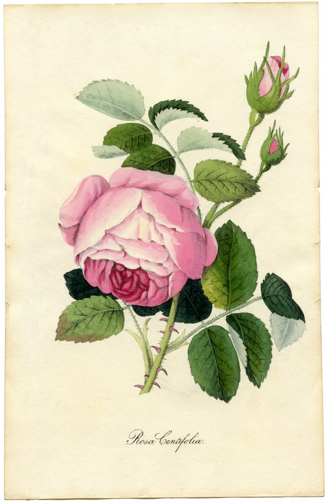 Vintage Printable Botanical Rose - Superb! - The Graphics Fairy