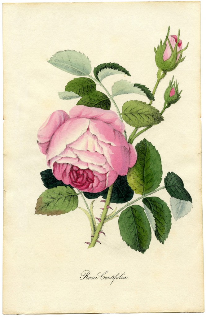 Vintage Printable Pink Botanical Rose