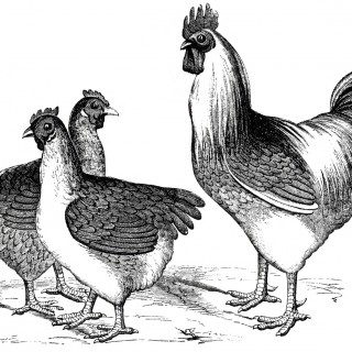 Free Vintage Chicken Graphics