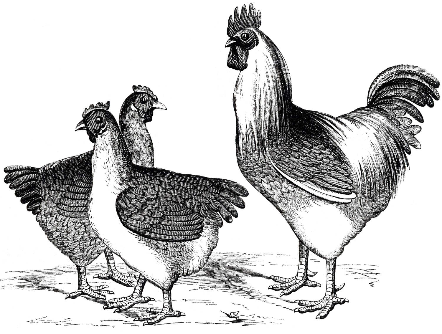 Free Vintage Chicken Graphics