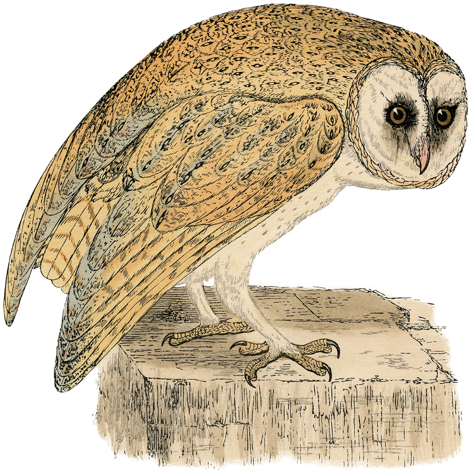 Natural History Owl Print The Graphics Fairy