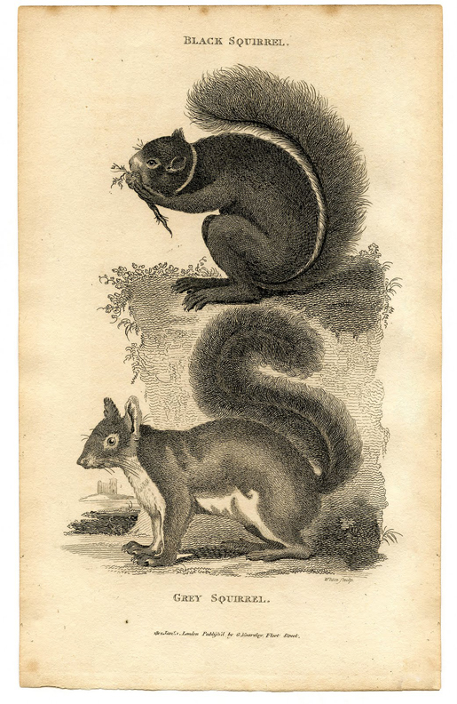 Squirrels Fall Printable Art