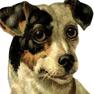 A dog image