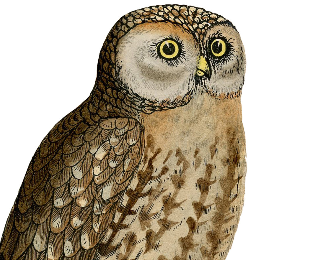 Printable Owl Pictures To Scare Birds