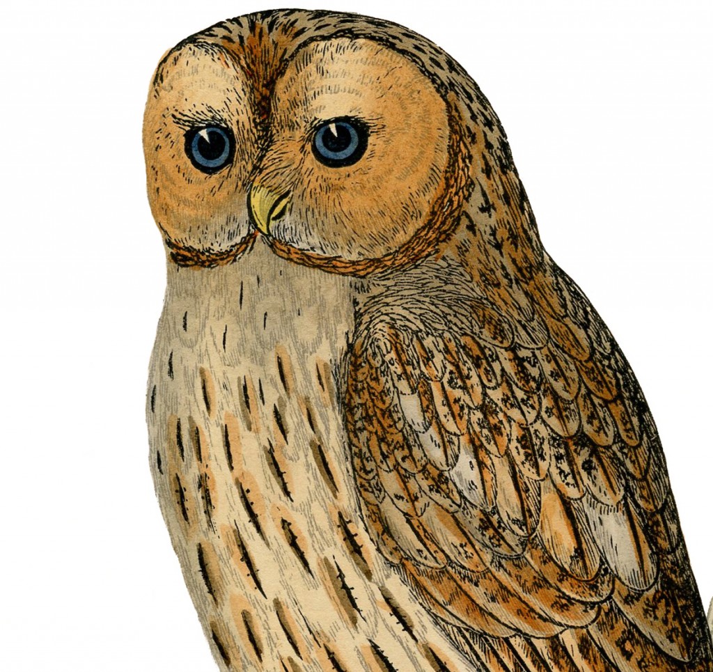 Printable Owl Labels New Girl Wallpaper