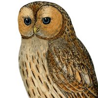 Vintage Printable Owl
