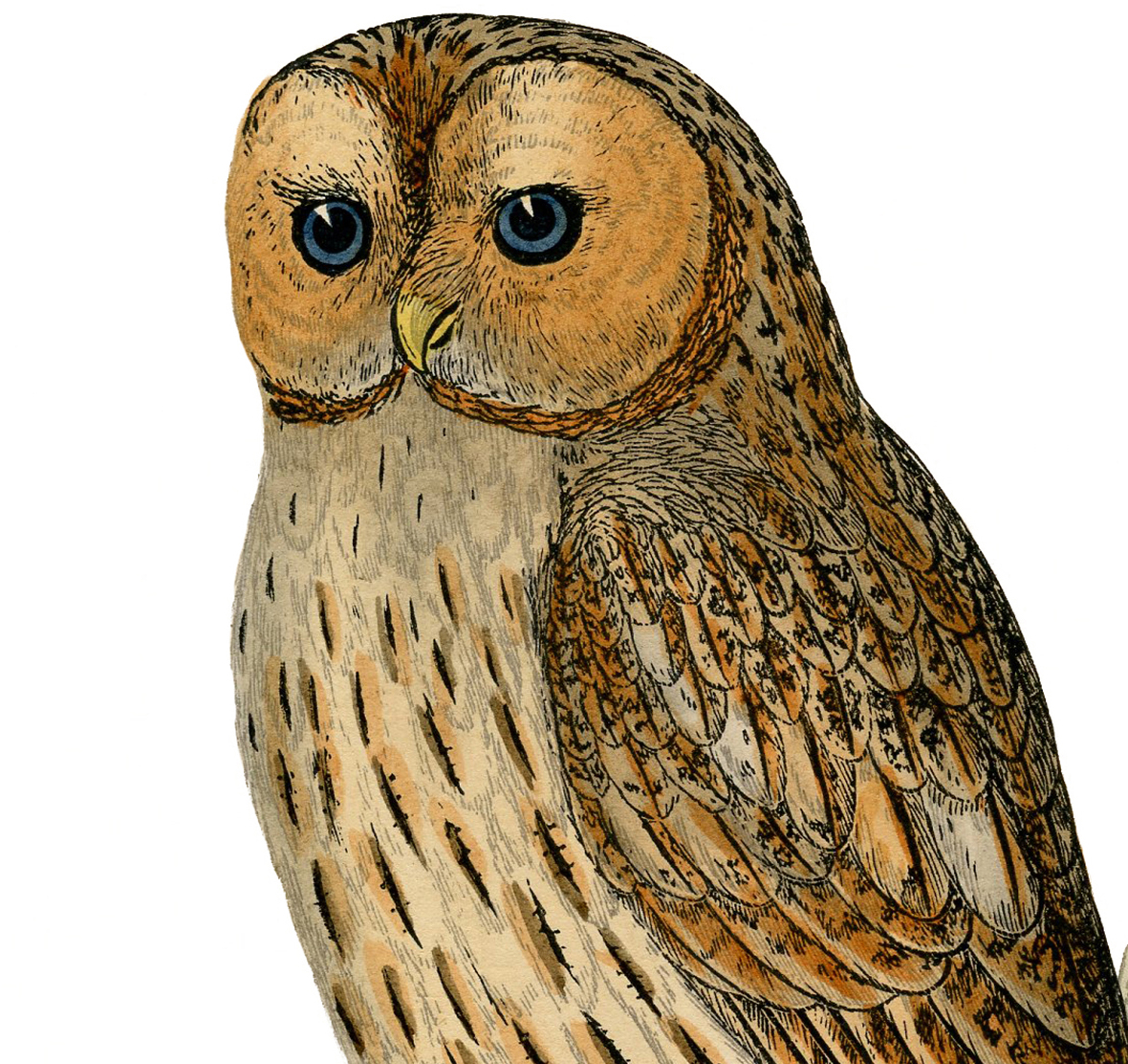 Free Printable Owl Pictures