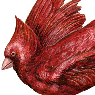 Cardinal Bird Image