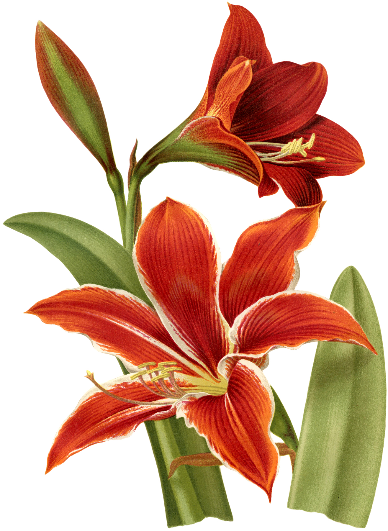 3-amaryllis-images-printable-botanicals-the-graphics-fairy