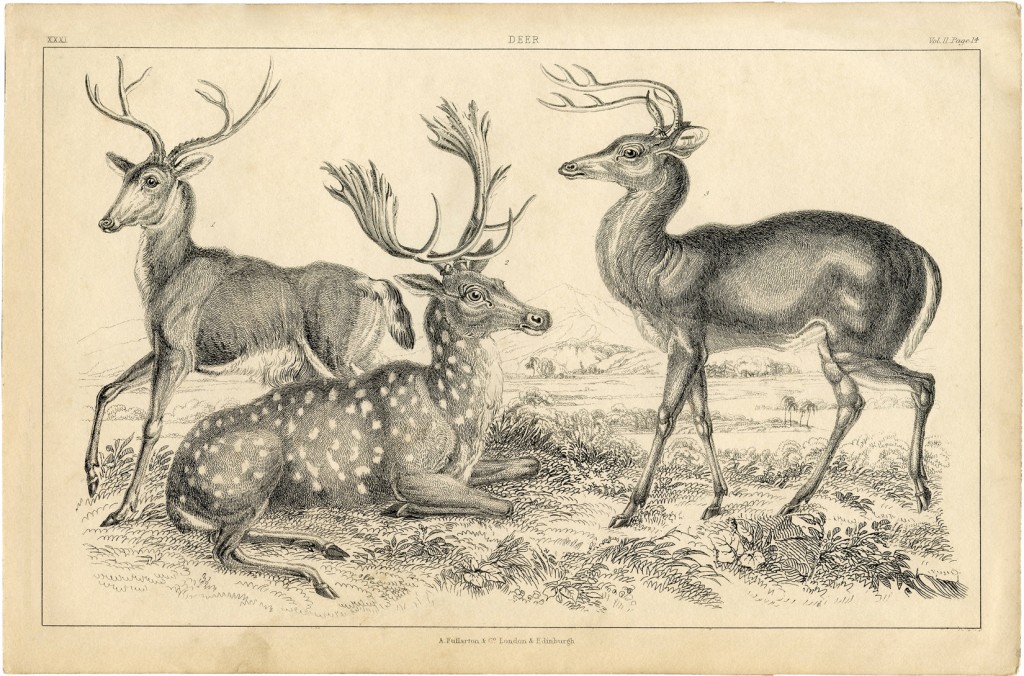 Free Deer Printable Graphics Fairy