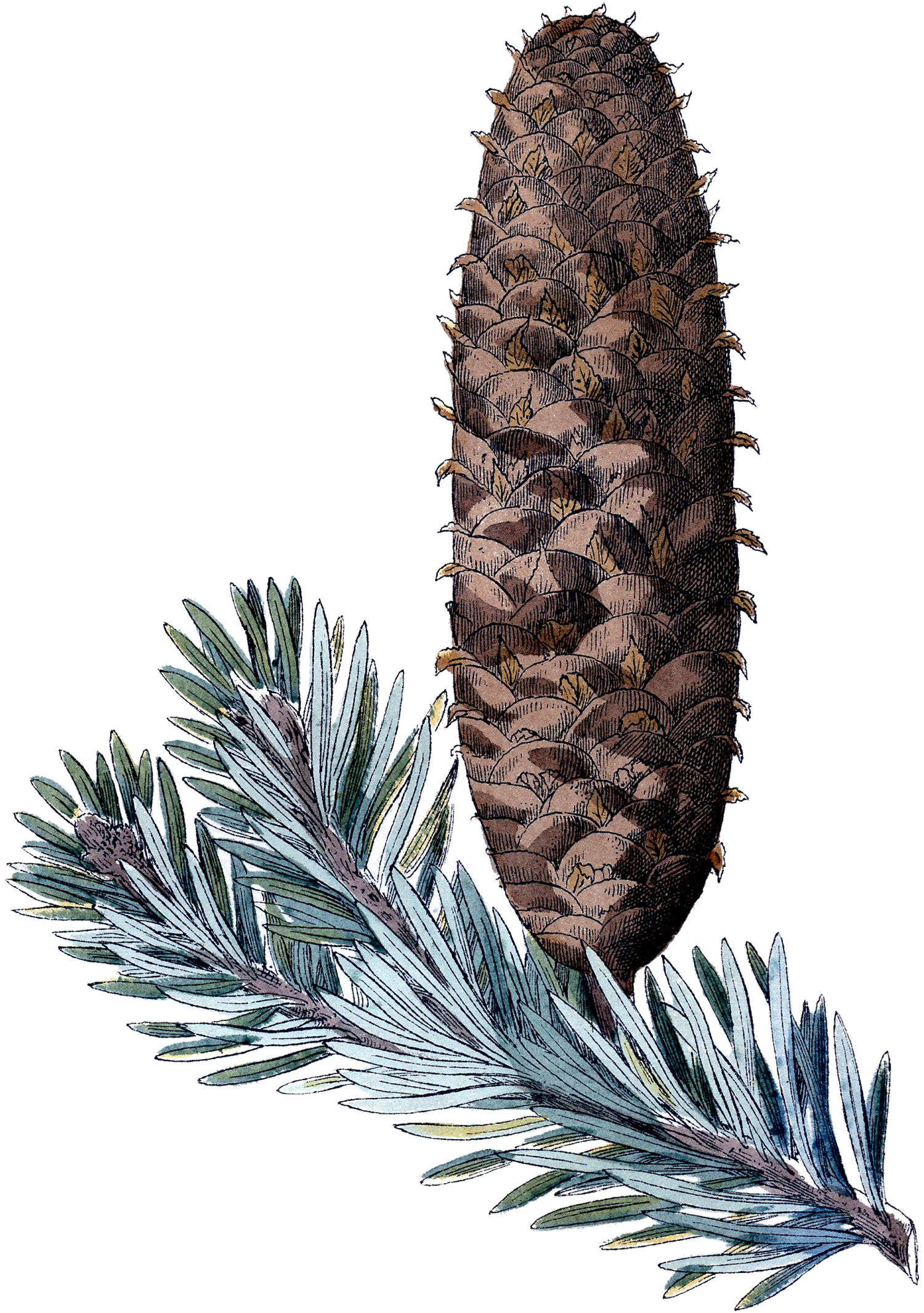 vintage pine cone clip art