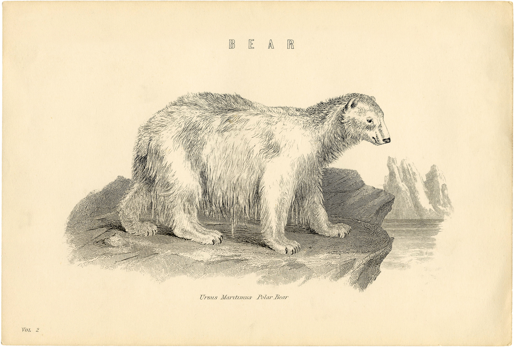 Vintage polar bear print