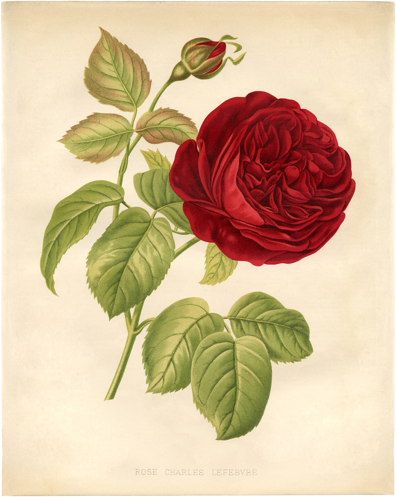 Red Rose Botanical Printable Best Ever! The Graphics Fairy