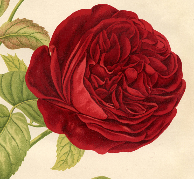 Red Rose Botanical Printable - Best Ever! - The Graphics Fairy