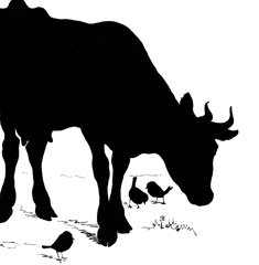 Silhouette of Cow with Birds