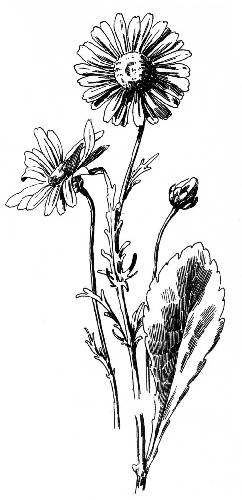 Free Drawing Black and White Flower