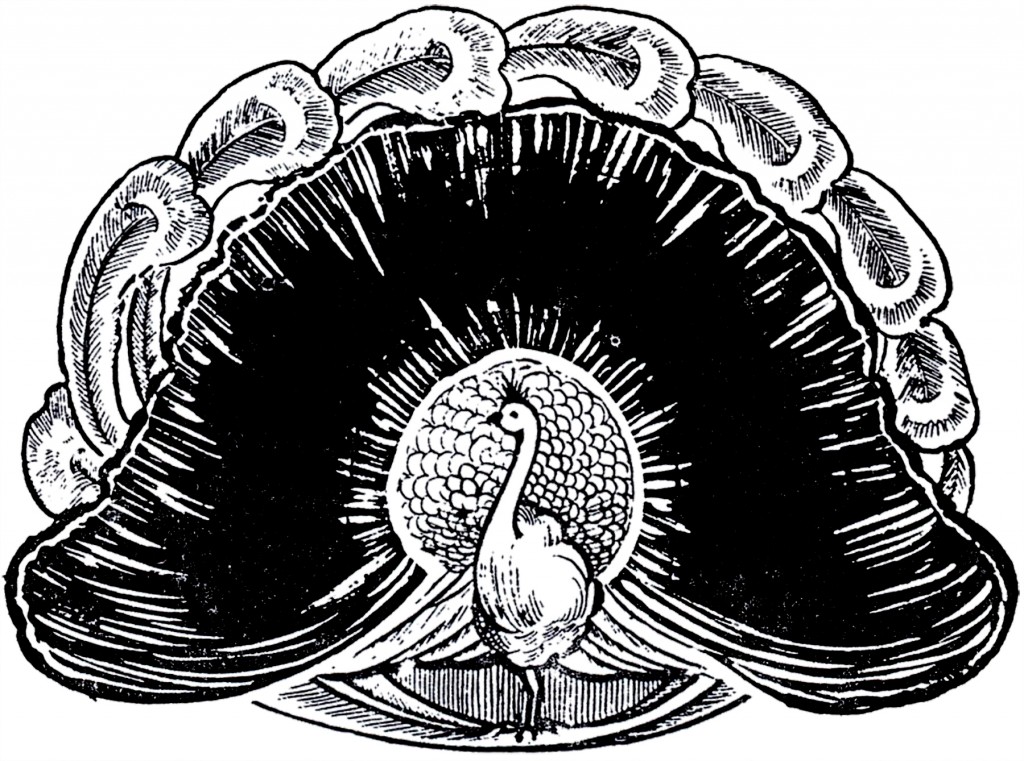 Wonderful Peacock Image - The Graphics Fairy