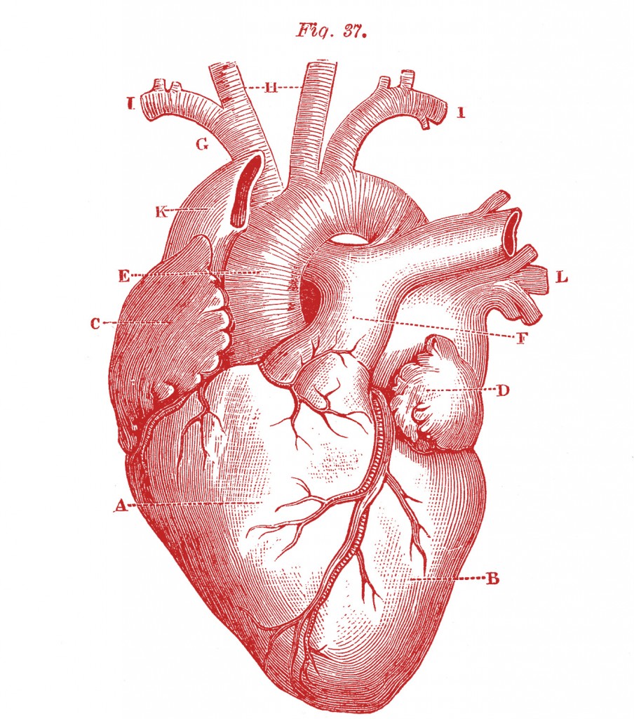 Royalty-Free-Images-Anatomy-Heart-GraphicsFairy-red1-904x1024.jpg (904Ã1024)