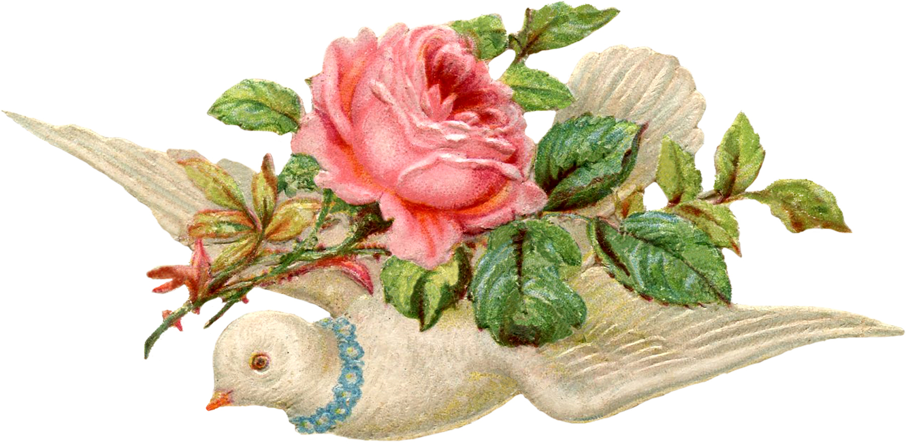 Victorian Birds in the Garden Print, Old Time Pink Roses, Bird in