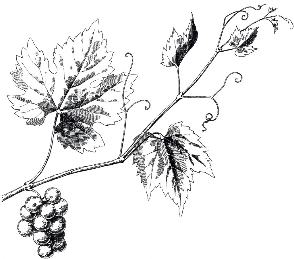 Vintage Grapevine Image
