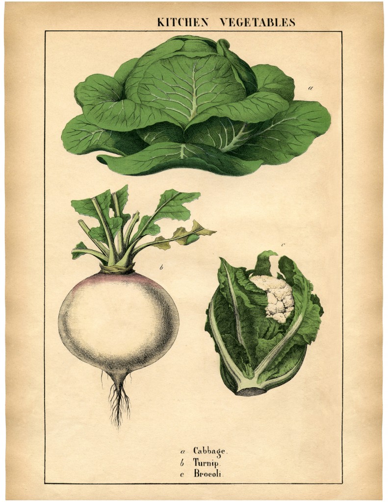 Botanical Printable Cabbage