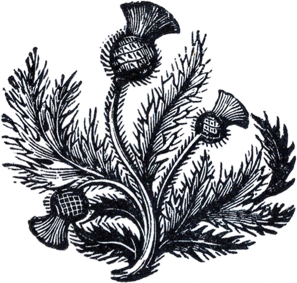 Public Domain Thistle Image - The Graphics Fairy