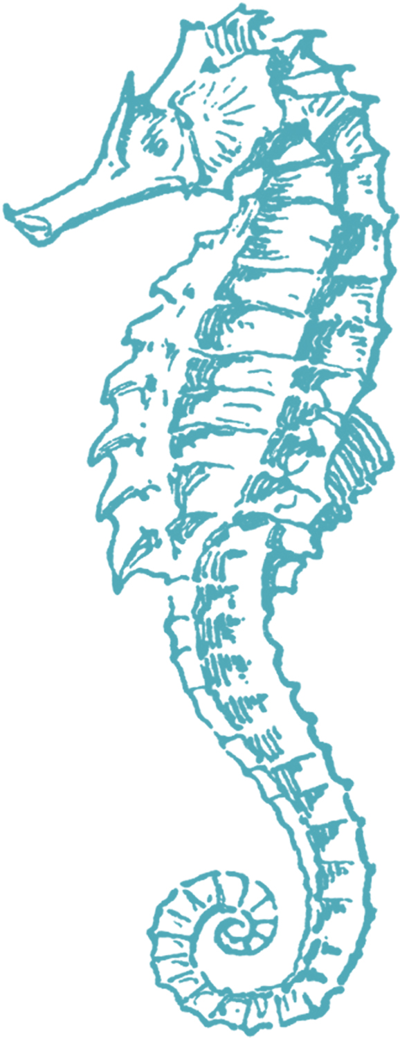 free sea horse clip art the graphics fairy