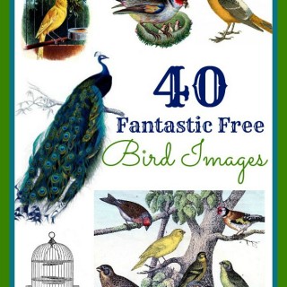 40 Free Bird Images
