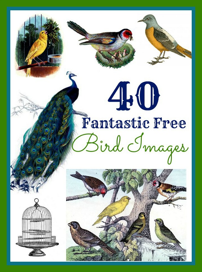 9 Vintage Birds TAGS printable digital download