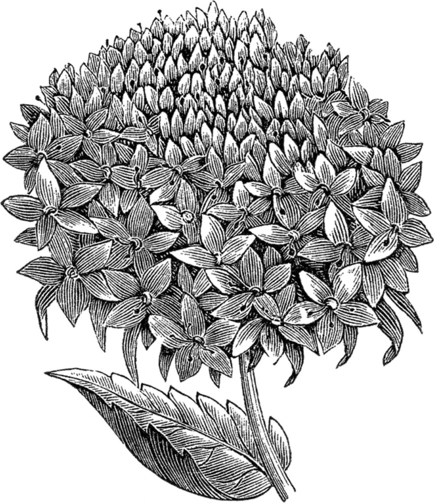 Antique Floral sketch Scabiosa