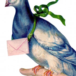 Carrier Pigeon Image