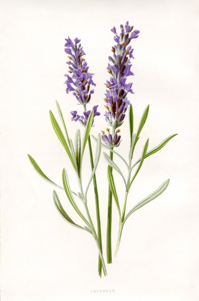 Vintage Floral Print of Lavender 
