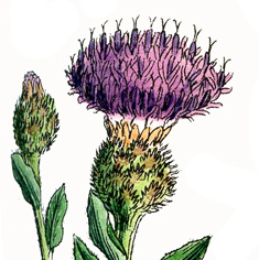 Purple Thistle Flower Image