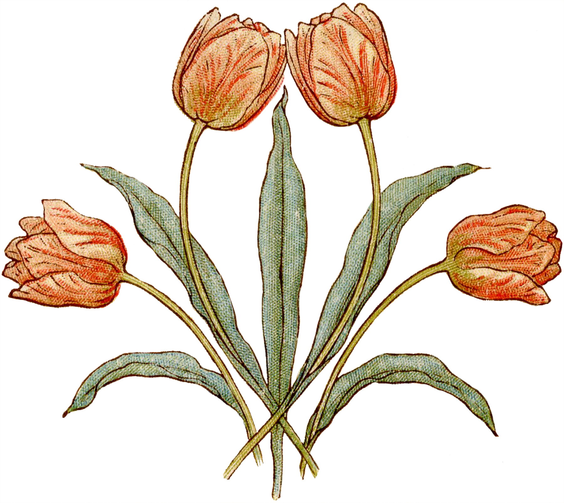 tulip illustration