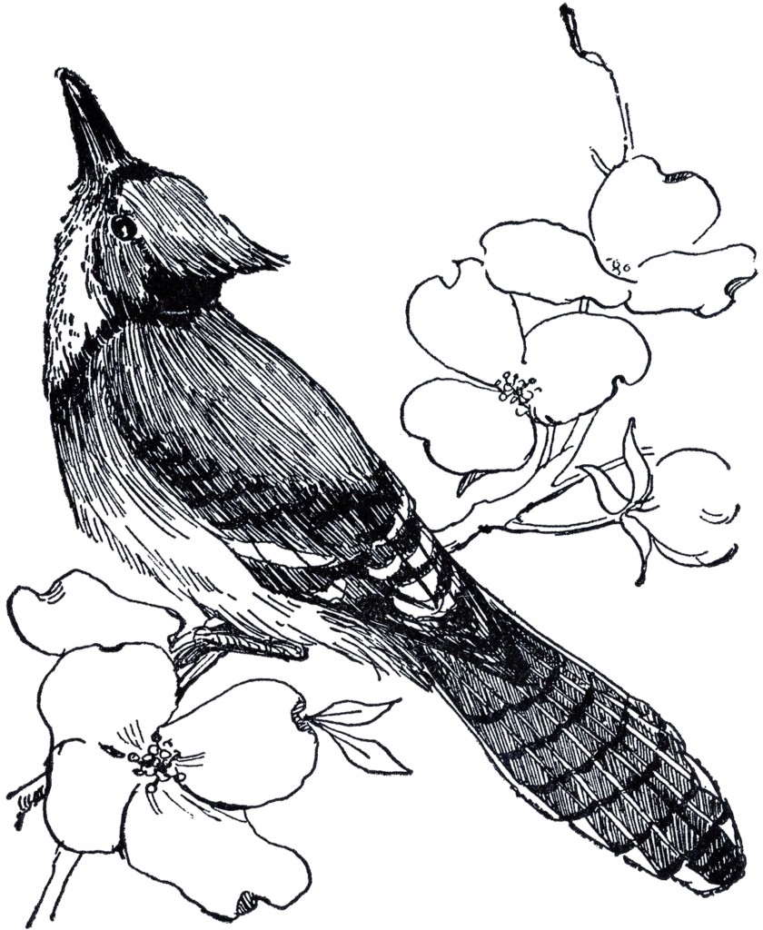 Download Blue Jay Drawing - The Graphics Fairy