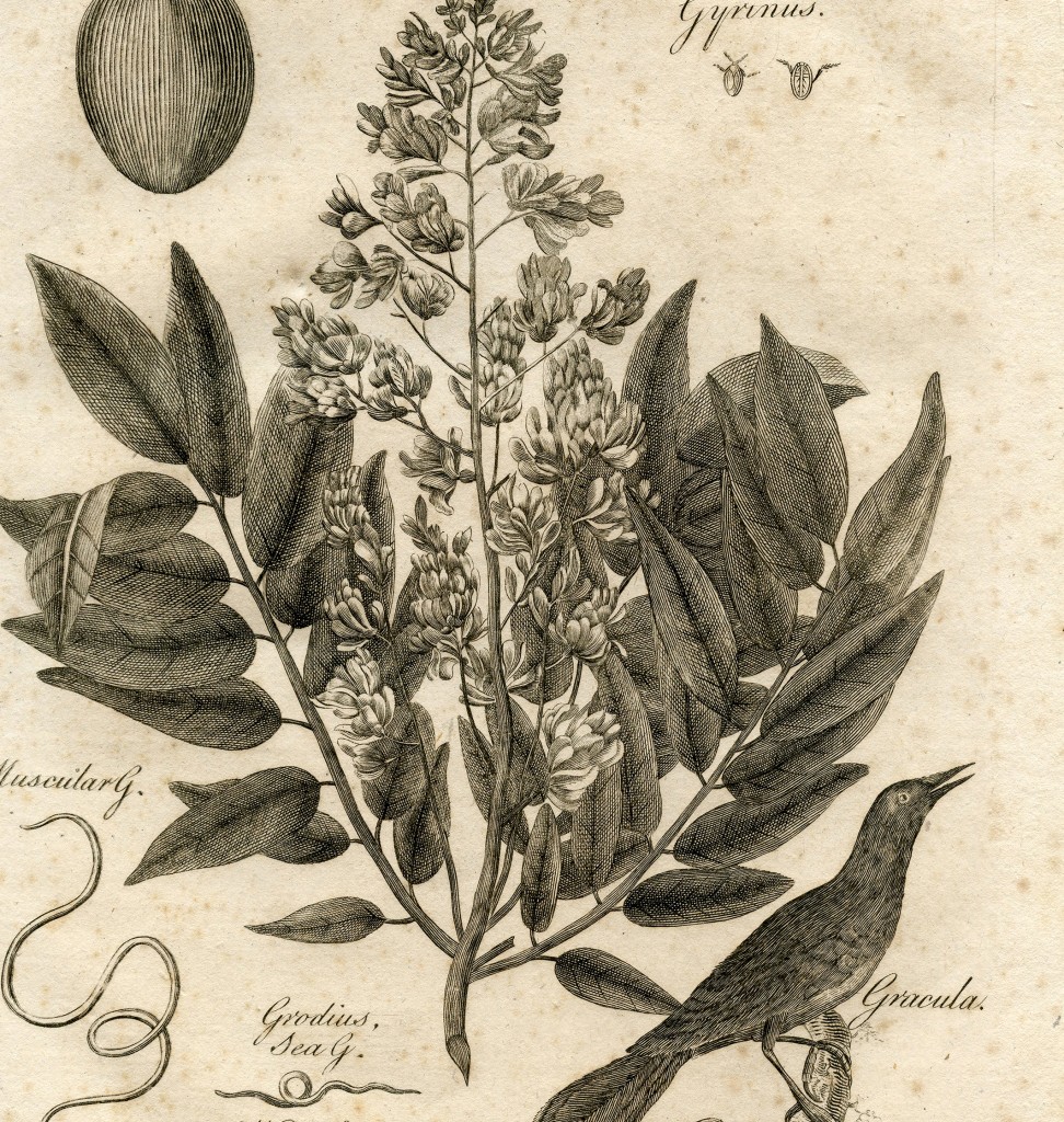 Early Botanical Printable