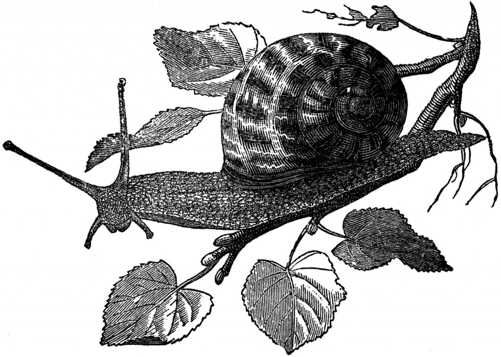 Free Public Domain Snail Images - The Graphics Fairy